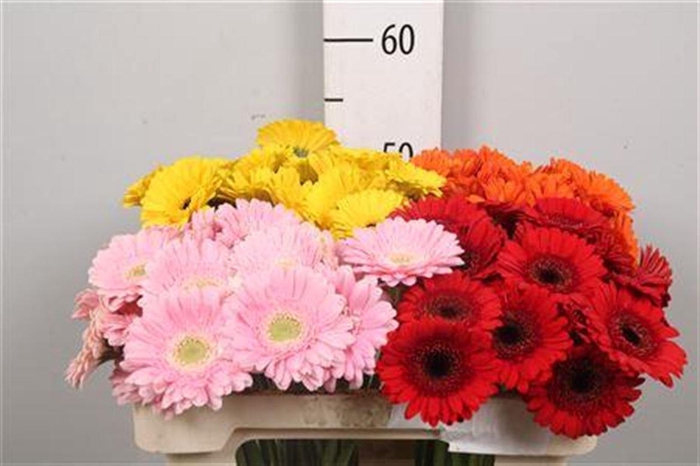 <h4>Ge Mi Mix 4 Colors</h4>