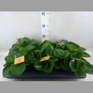 Peperomia obt. 'Green Gold'