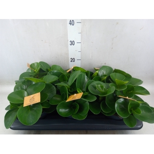Peperomia obt. 'Green Gold'