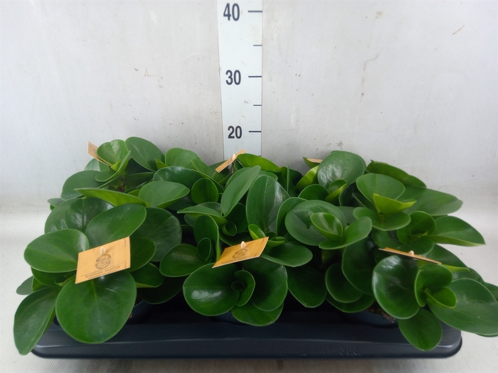 <h4>Peperomia obt. 'Green Gold'</h4>