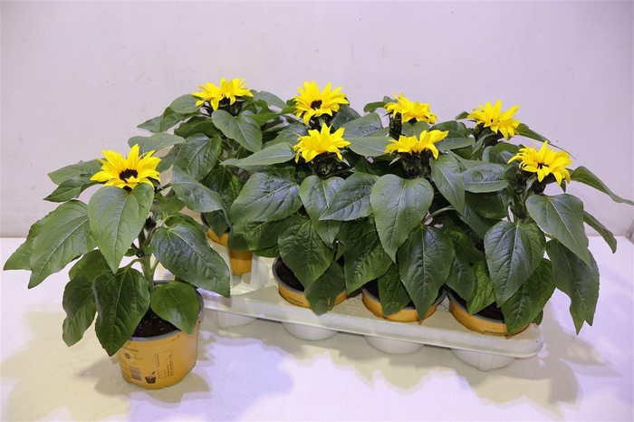 <h4>Heli Sunsation</h4>