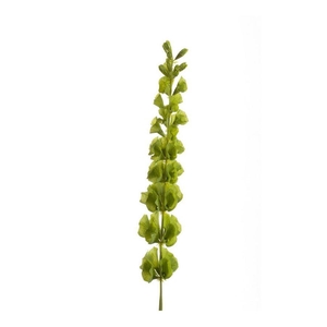 Molucella spray green 80cm