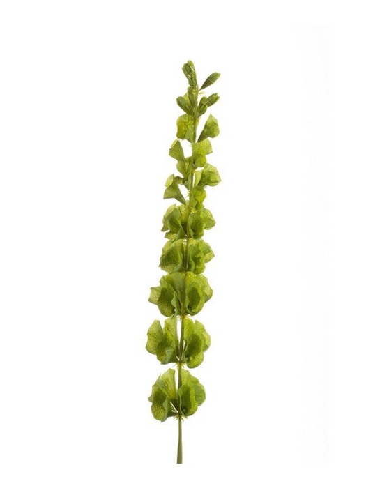<h4>Molucella spray green 80cm</h4>