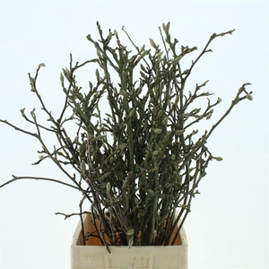 Magnolia Grandiflora 150 Cm