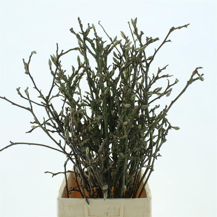 <h4>Magnolia Grandiflora Grillig 150cm</h4>