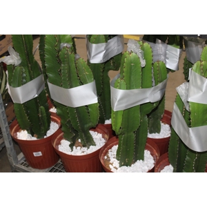 CACTUS EUPHORBIA MANDACARU P30