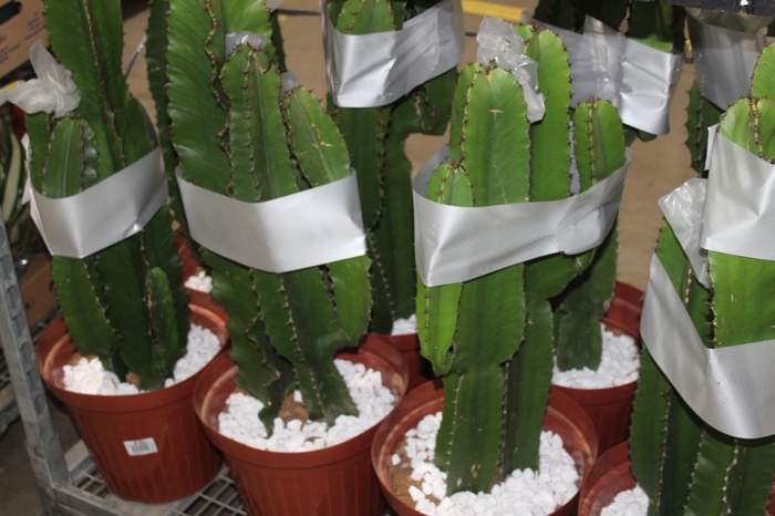 <h4>CACTUS EUPHORBIA MANDACARU P30</h4>