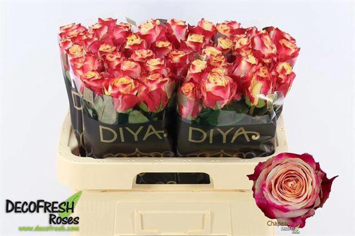 <h4>R Gr Chapeau Extra Diya</h4>