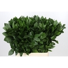 Ruscus Hypophyllum