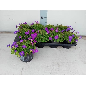 Aubrieta gracilis Kitte 13Ø 15cm