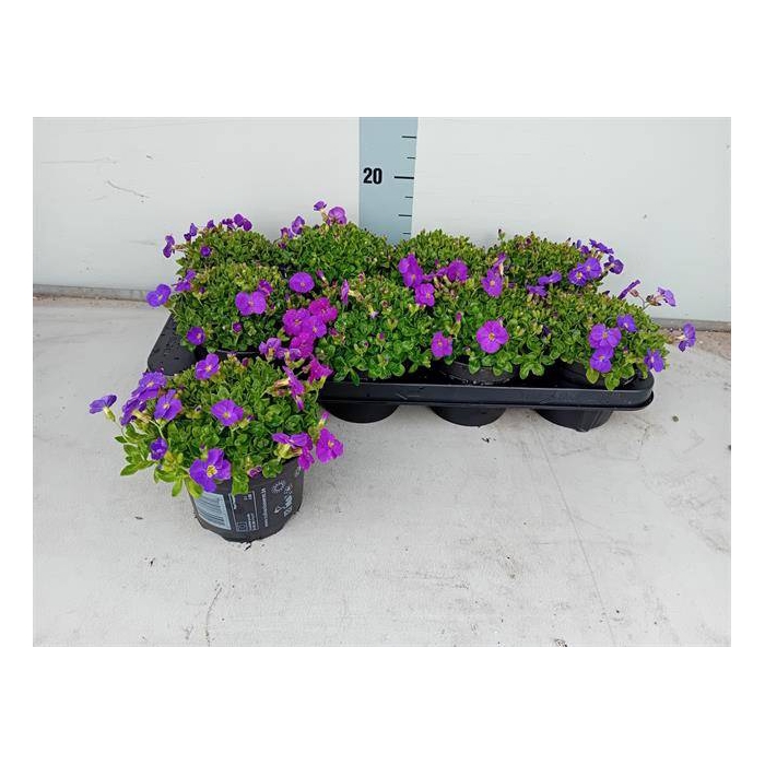 <h4>Aubrieta gracilis Kitte 13Ø 15cm</h4>