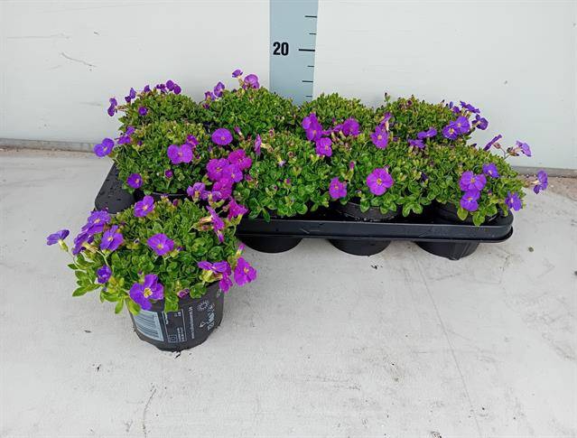 Aubrieta gracilis Kitte 13Ø 15cm