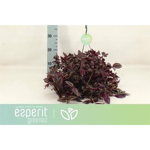 Tradescantia   ...
