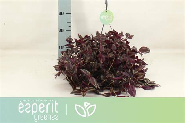<h4>Tradescantia   ...</h4>