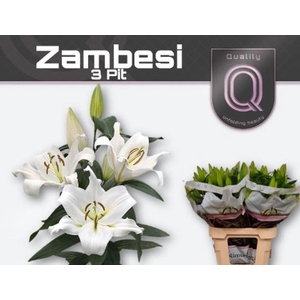 Li Or Zambesi 3+ Qualily