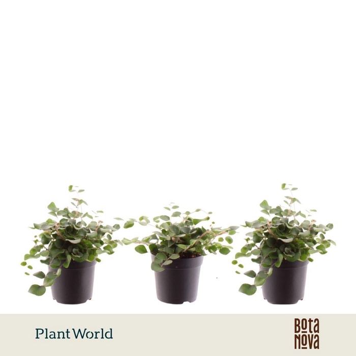 <h4>Pellaea rotundifolia 7 cm</h4>