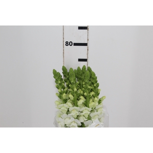BOCA DE LEAO POTOMAC WHITE 070 CM