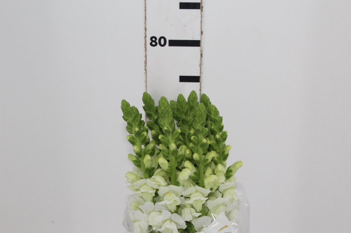 <h4>BOCA DE LEAO POTOMAC WHITE 070 CM</h4>