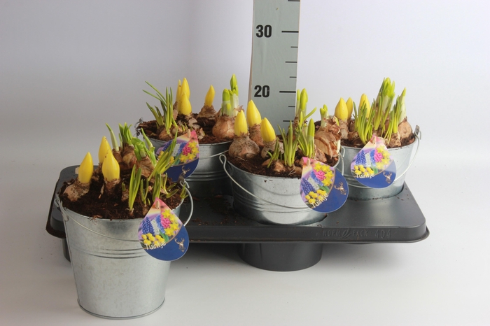 <h4>ARR TUINPLANTEN</h4>