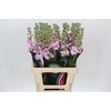 Matthiola Iron Cherry Blossom