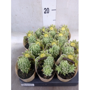 Cactus   ...