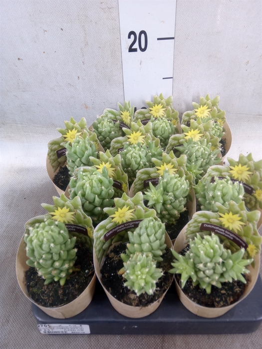 <h4>Cactus   ...</h4>
