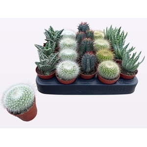 CACTUS + SUCCU GEM