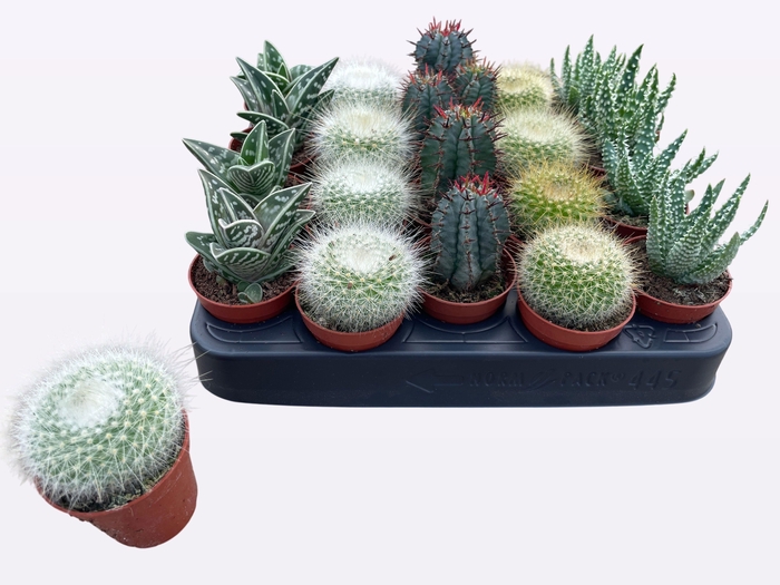 <h4>CACTUS + SUCCU GEM</h4>