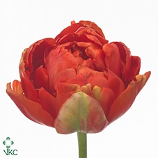 Tu Du Princes Unique