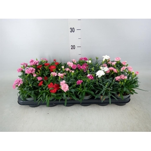 Dianthus   ...mix