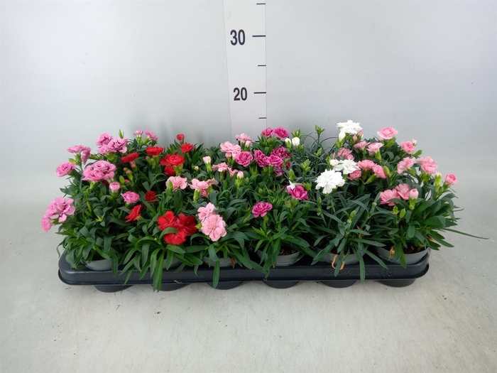<h4>Dianthus   ...mix</h4>