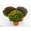 Chrysanthemum  'Jasoda'  ..mix