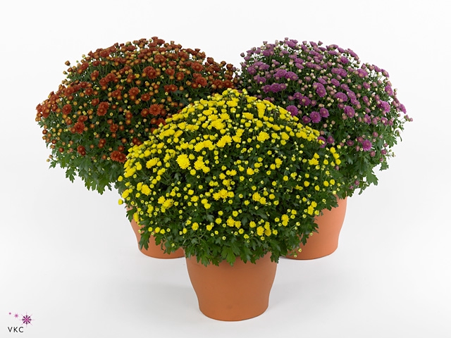 Chrysanthemum  'Jasoda'  ..mix