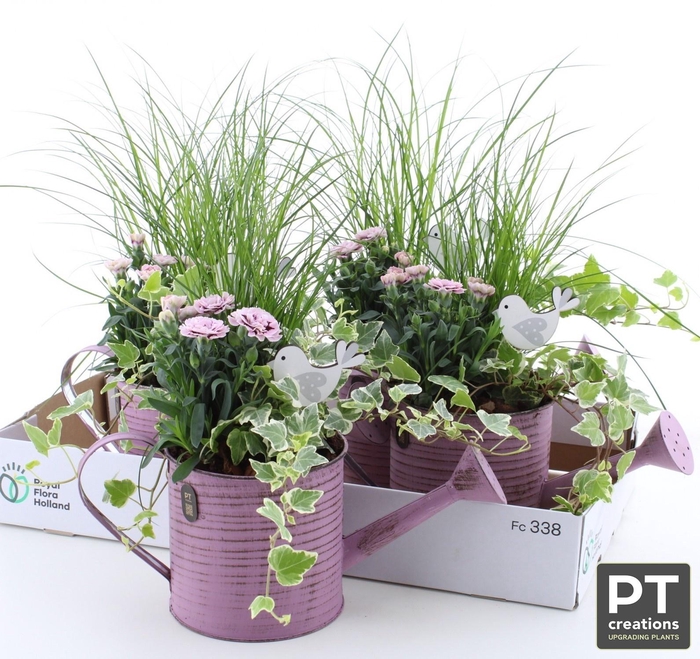 <h4>ARR TUINPLANTEN</h4>