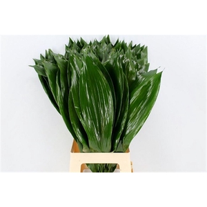Aspidistra 80cm