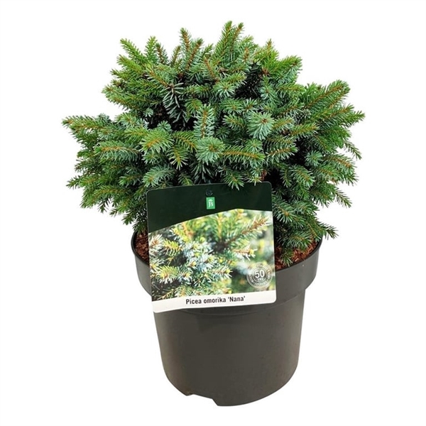 <h4>Picea omorika 'Nana'</h4>
