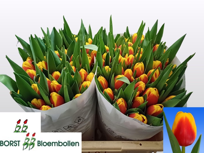 <h4>TU EN READY</h4>