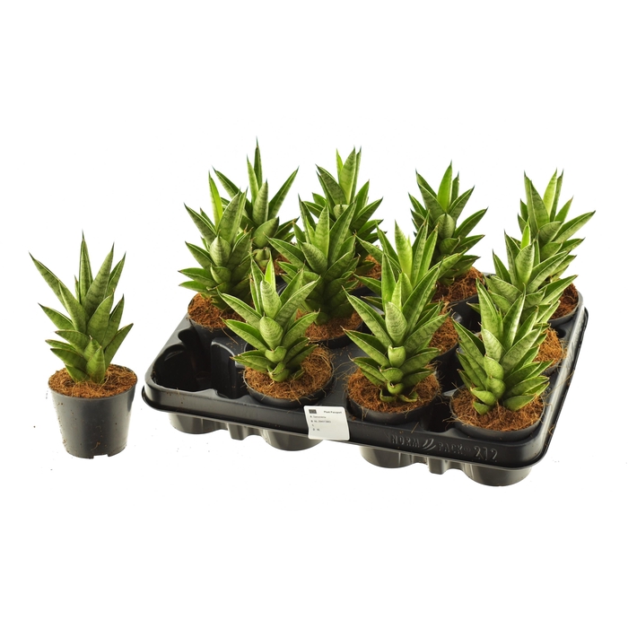 <h4>SANSEV CYLINDRICA OV</h4>