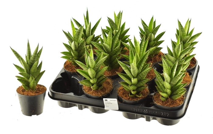 <h4>SANSEV CYLINDRICA OV</h4>