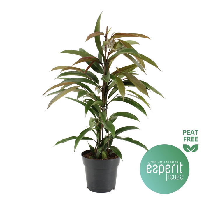 <h4>Ficus binnendijkii Amstel King</h4>