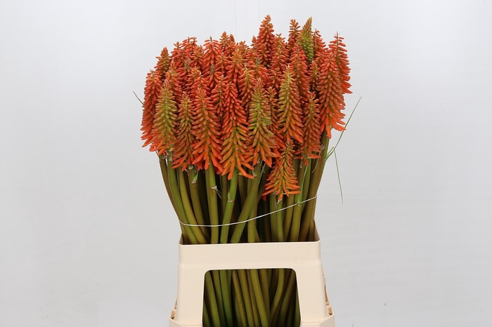 <h4>Kniphofia Eycone Orange</h4>