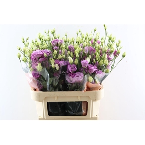 Eus G Celeb Grape Xxl