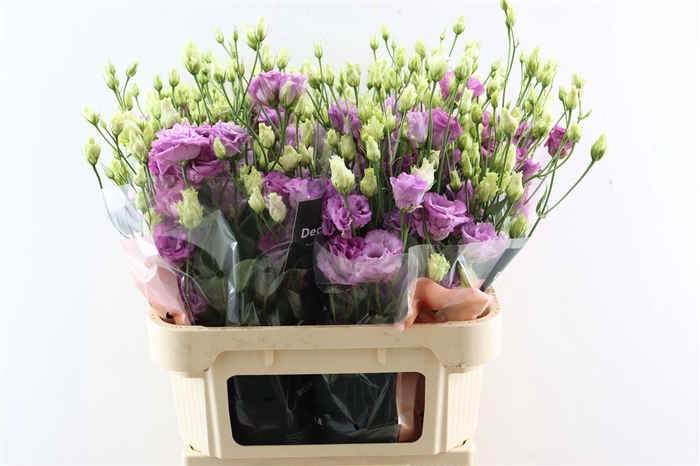 <h4>Eus G Celeb Grape Xxl</h4>