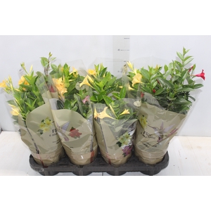 DIPLADENIA PICOLI P14 VARIADO