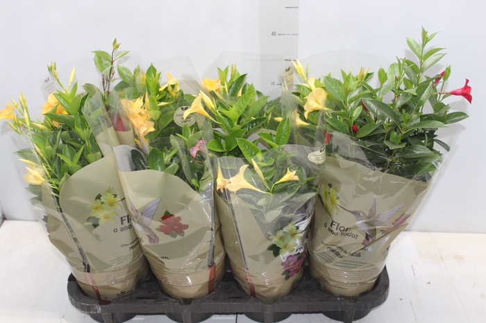 <h4>DIPLADENIA PICOLI P14 VARIADO</h4>