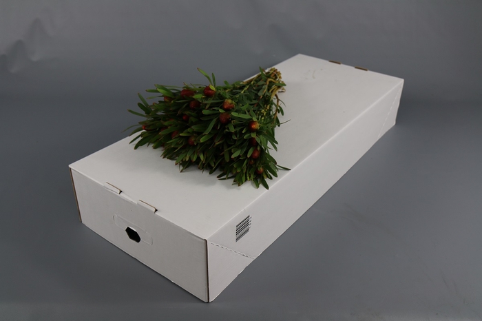 Leucadendron Ayoba Cherry Pearl