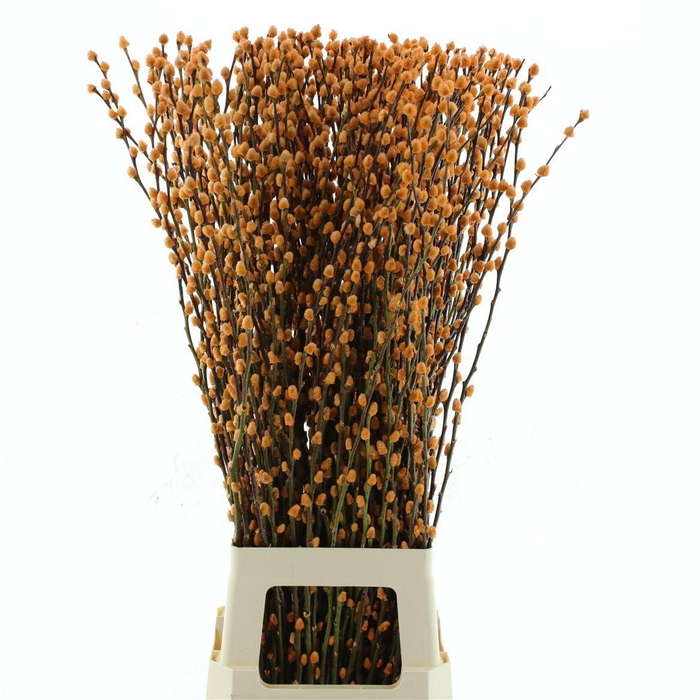 <h4>Salix Snow Flake Klb Zalm</h4>