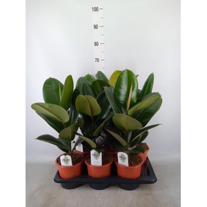 Ficus elastica 'Robusta'