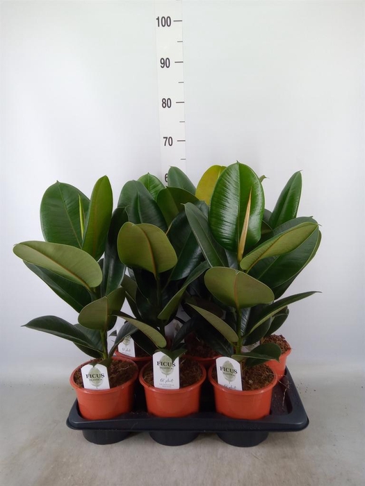 <h4>Ficus elastica 'Robusta'</h4>