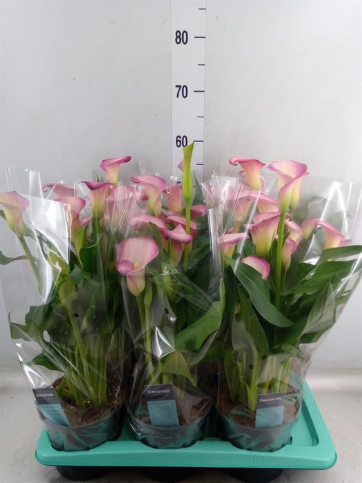 <h4>Zantedeschia  'Zazu'</h4>